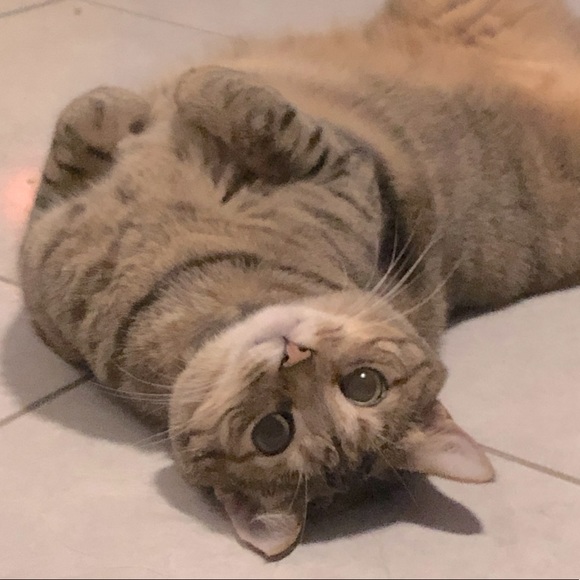 Meet Lia multi fashion high style on a budget Posher cats & music - Picture 2 of 6